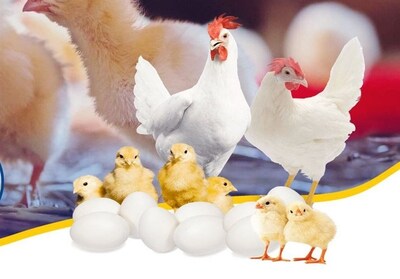 شهرخبر - صادرات مرغک به عراق در اوج تنش جنگ با رژیم صهیونیستی